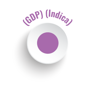 Granddaddy Purple Spectrum Relief CBD Oils