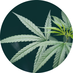 Spectrum Relief CBD Products | Lake Worth | Deerfield Beach | Florida