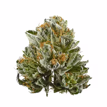 Bubbas 3.5g Premium Flower (Indica)
